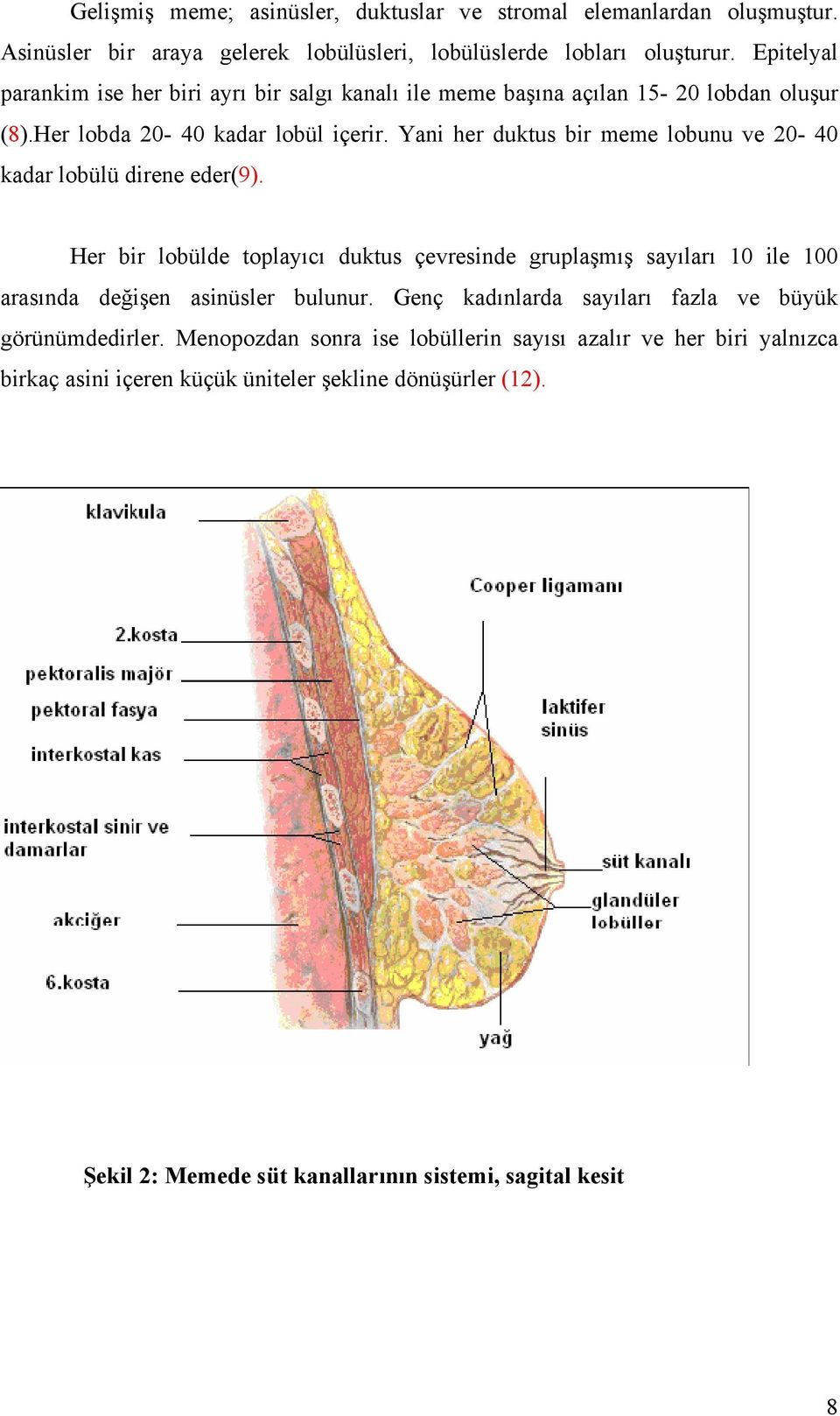 Yani her duktus bir meme lobunu ve 20-40 kadar lobülü direne eder(9).