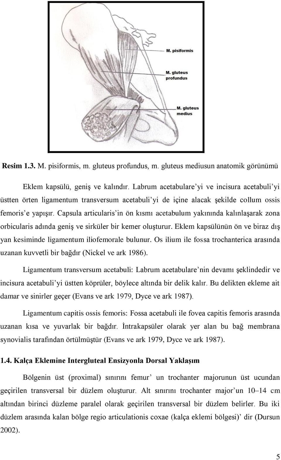 Capsula articularis in ön kısmı acetabulum yakınında kalınlaşarak zona orbicularis adında geniş ve sirküler bir kemer oluşturur.