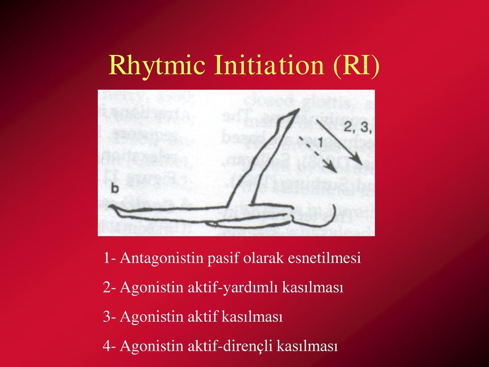 aktif-yardımlı kasılması 3- Agonistin