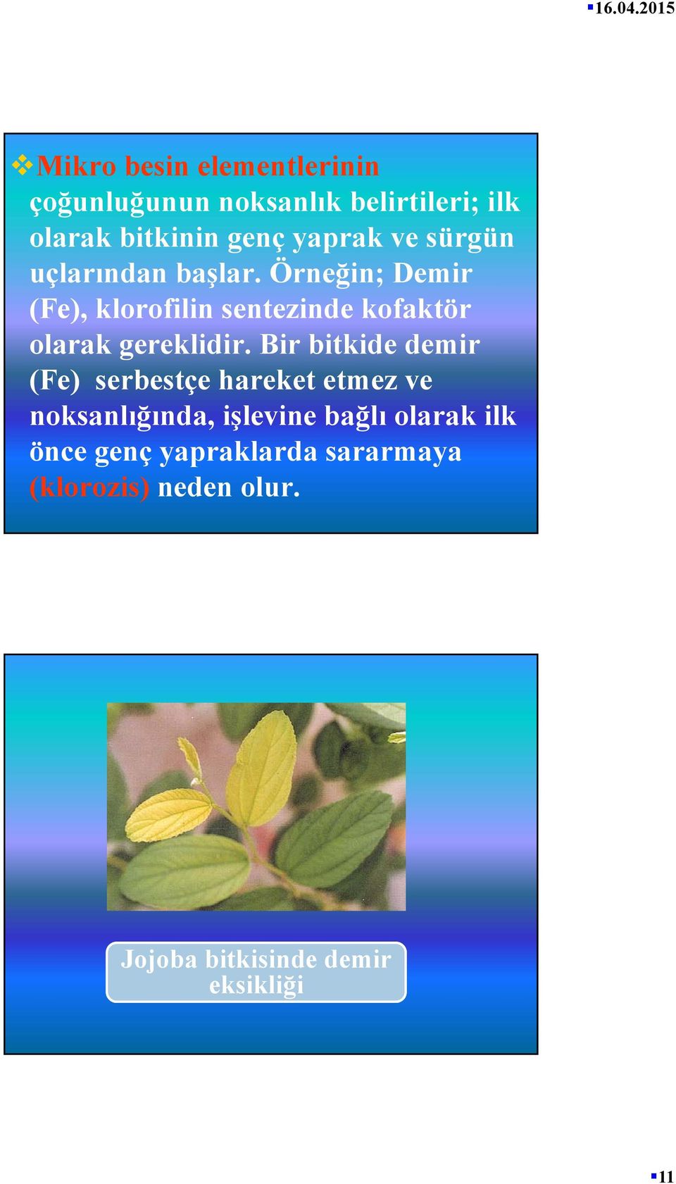 Örneğin; Demir (Fe), klorofilin sentezinde kofaktör olarak gereklidir.