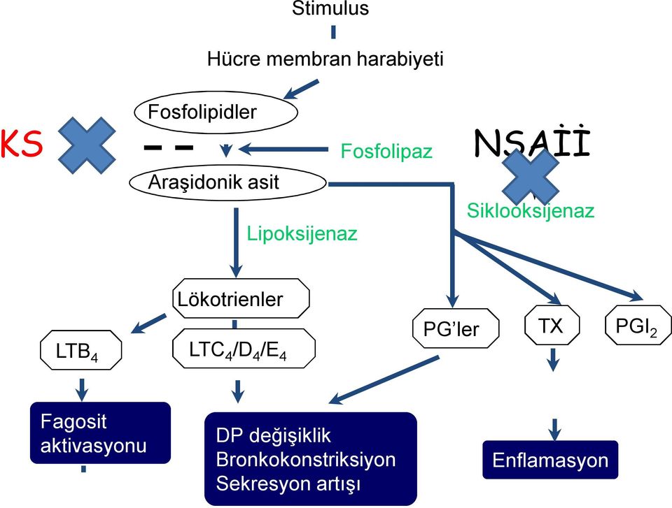 Lökotrienler LTB 4 LTC 4 /D 4 /E 4 PG ler TX PGI 2 Fagosit