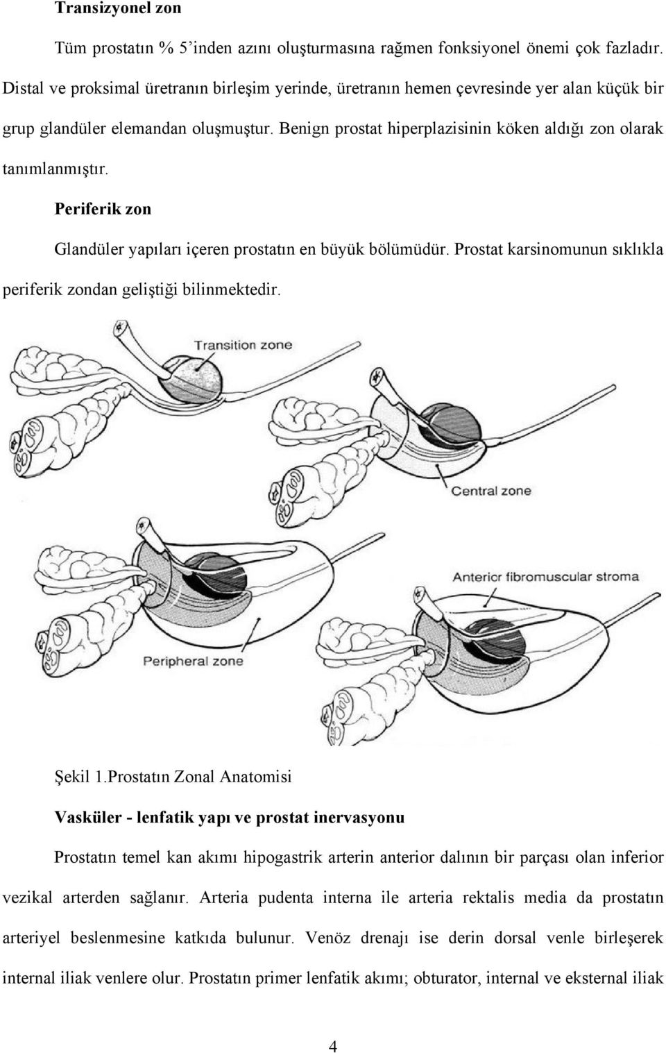 Benign prostat hiperplazisinin köken aldığı zon olarak tanımlanmıştır. Periferik zon Glandüler yapıları içeren prostatın en büyük bölümüdür.