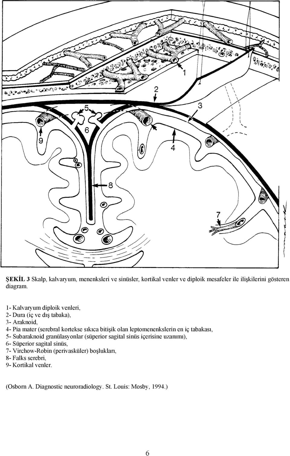 leptomenenkslerin en iç tabakası, 5- Subaraknoid granülasyonlar (süperior sagital sinüs içerisine uzanımı), 6- Süperior sagital