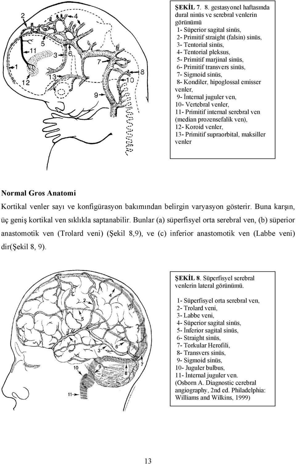 6- Primitif transvers sinüs, 7- Sigmoid sinüs, 8- Kondiler, hipoglossal emisser venler, 9- İnternal juguler ven, 10- Vertebral venler, 11- Primitif internal serebral ven (median prozensefalik ven),