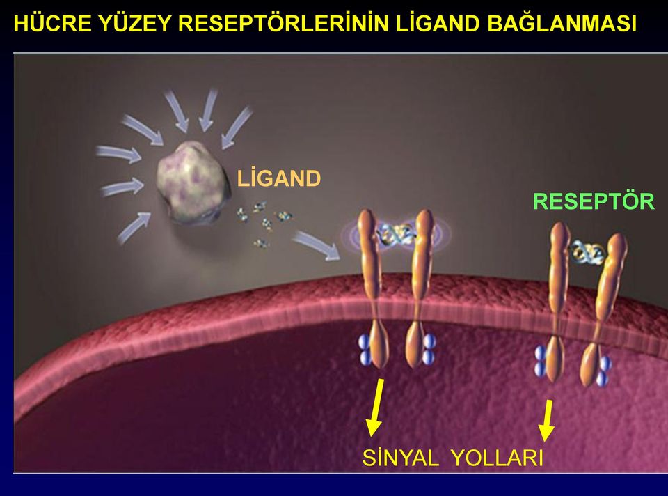 LİGAND BAĞLANMASI