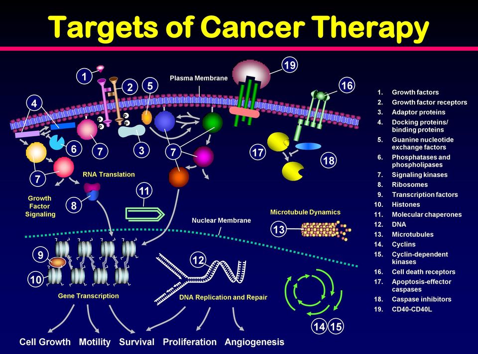 Signaling kinases 8. Ribosomes 9. Transcription factors 10. Histones 11. Molecular chaperones 12. DNA 13. Microtubules 9 12 14. Cyclins 15.