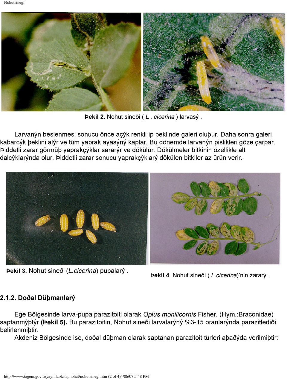 Þiddetli zarar sonucu yaprakçýklarý dökülen bitkiler az ürün verir. Þekil 3. Nohut sineði (L.cicerina) pupalarý. Þekil 4. Nohut sineði ( L.cicerina) nin zararý. 2.