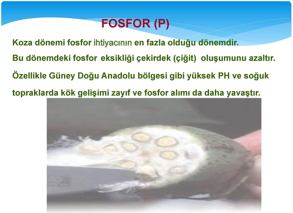 Bu dönemdeki fosfor eksikliği çekirdek (çiğit) oluşumunu azaltır.