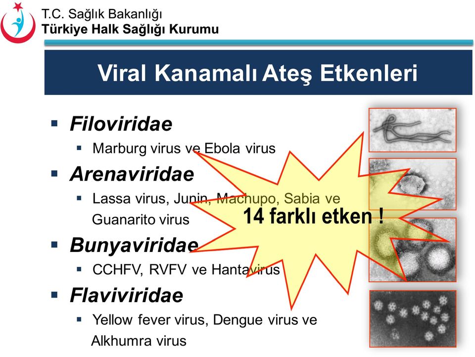 ve Guanarito virus Bunyaviridae CCHFV, RVFV ve Hantavirus