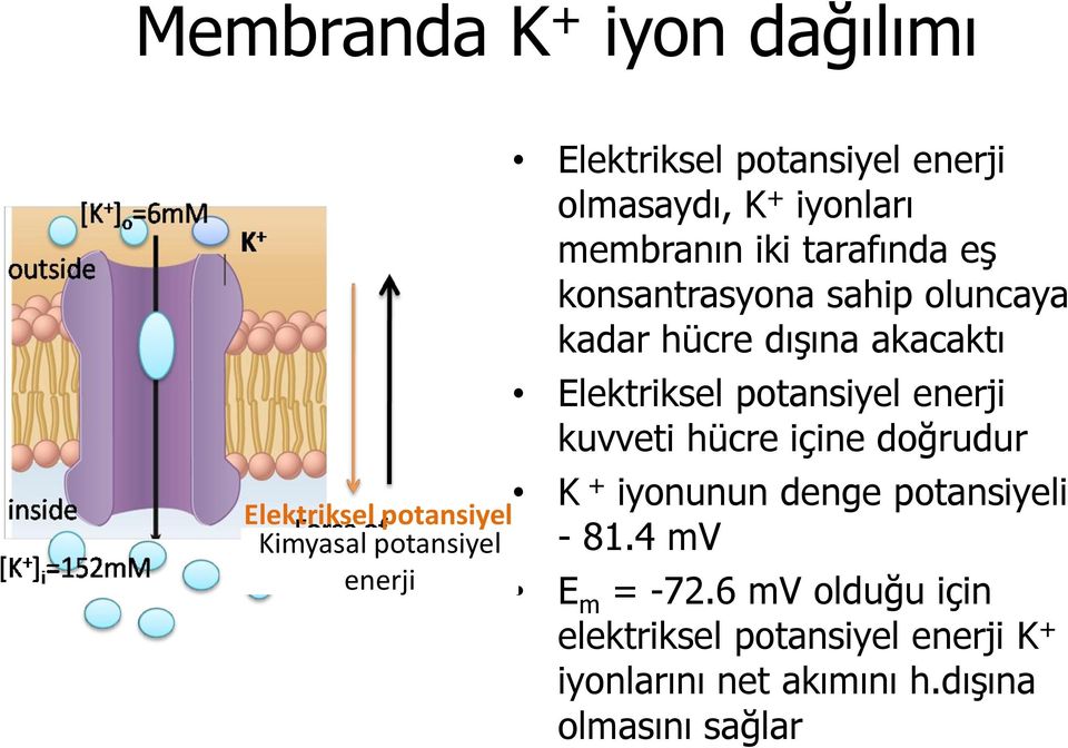 akacaktı Elektriksel potansiyel enerji kuvveti hücre içine doğrudur K + iyonunun denge potansiyeli - 81.