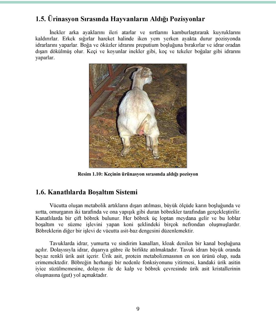 Keçi ve koyunlar inekler gibi, koç ve tekeler boğalar gibi idrarını yaparlar. Resim 1.10: Keçinin ürünasyon sırasında aldığı pozisyon 1.6.