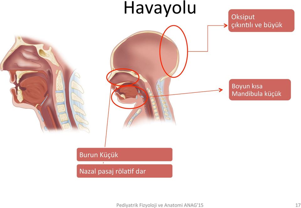 kısa Mandibula küçük