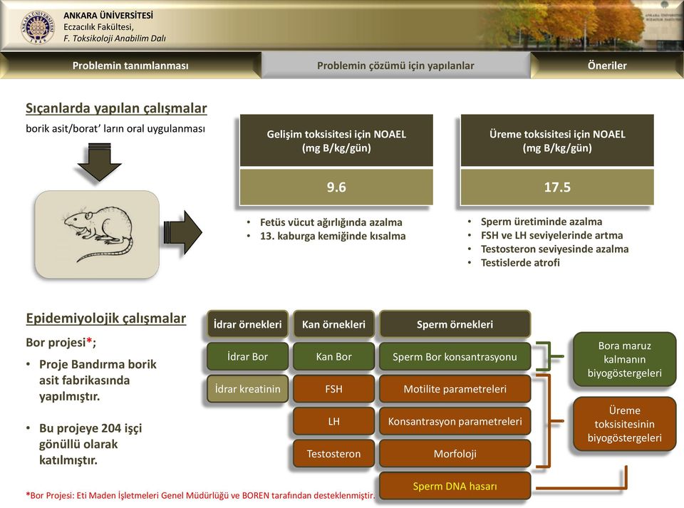 kaburga kemiğinde kısalma Sperm üretiminde azalma FSH ve LH seviyelerinde artma Testosteron seviyesinde azalma Testislerde atrofi Epidemiyolojik çalışmalar Bor projesi*; Proje Bandırma borik asit