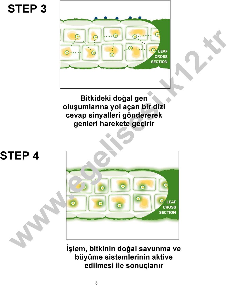 harekete geçirir STEP 4 İşlem, bitkinin doğal