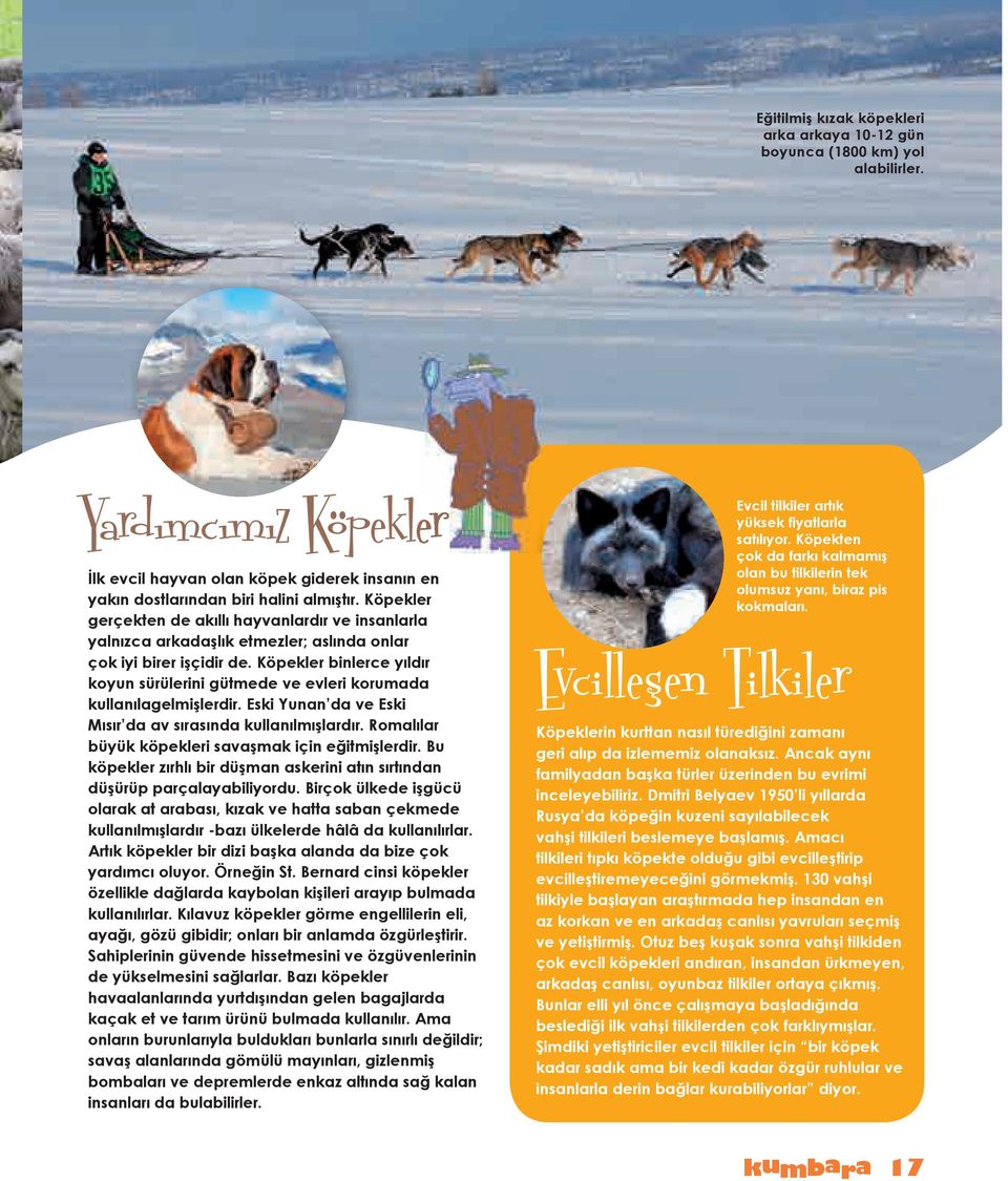 Köpekler binlerce yıldır koyun sürülerini gütmede ve evleri korumada kullanılagelmişlerdir. Eski Yunan da ve Eski Mısır da av sırasında kullanılmışlardır.