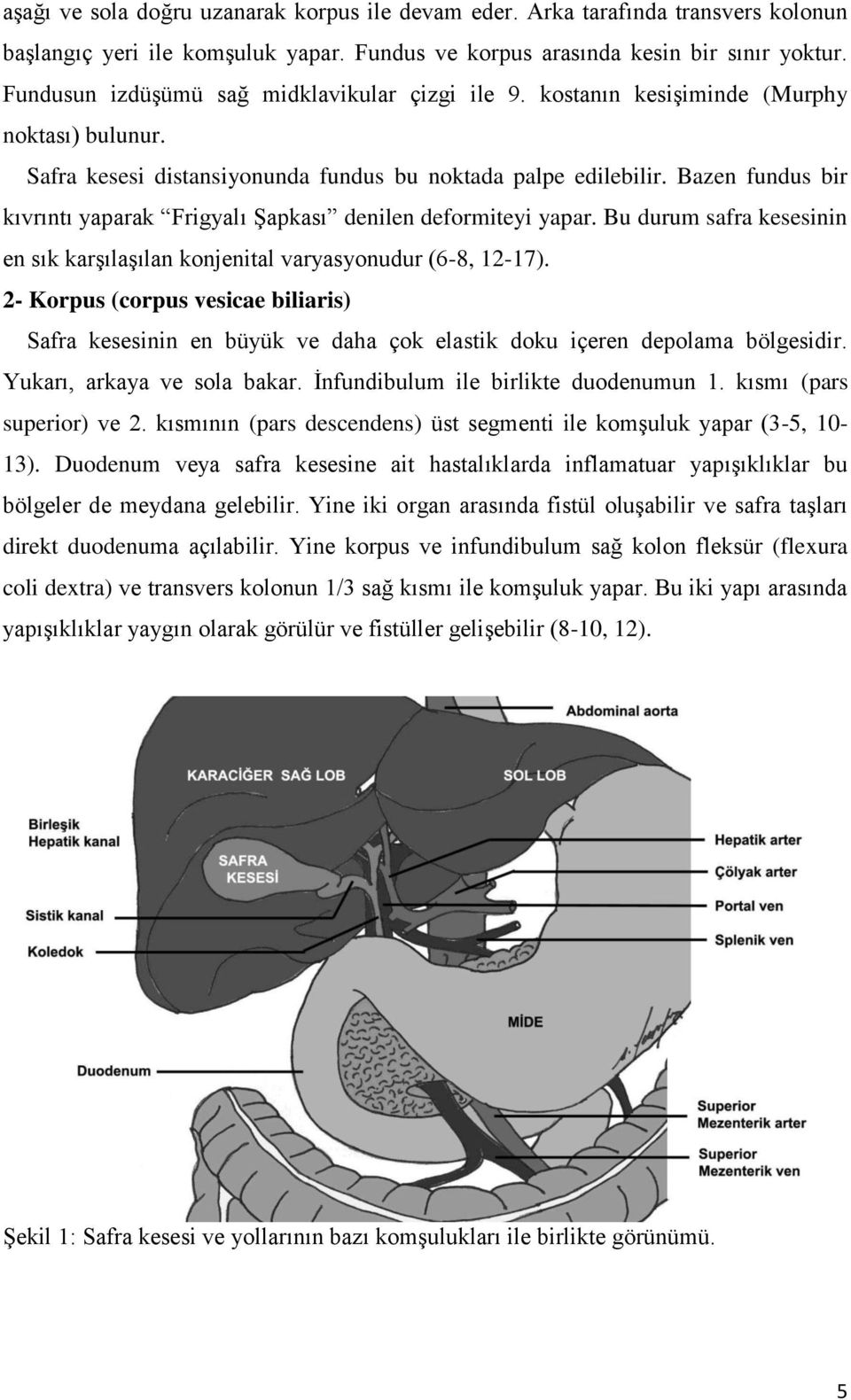 Bazen fundus bir kıvrıntı yaparak Frigyalı Şapkası denilen deformiteyi yapar. Bu durum safra kesesinin en sık karşılaşılan konjenital varyasyonudur (6-8, 12-17).