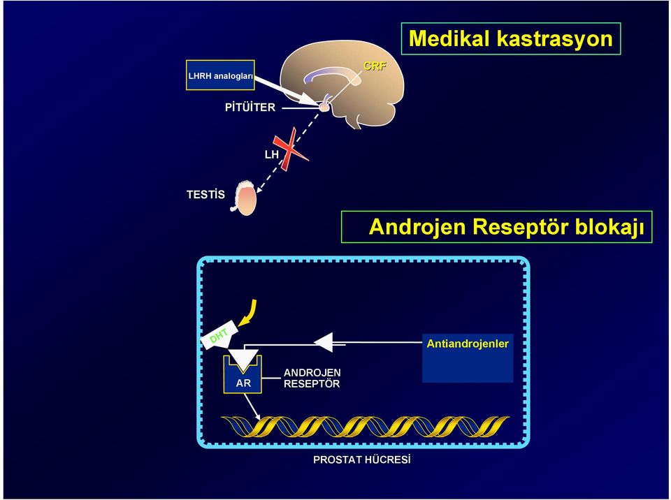 Androjen Reseptör blokajı DHT