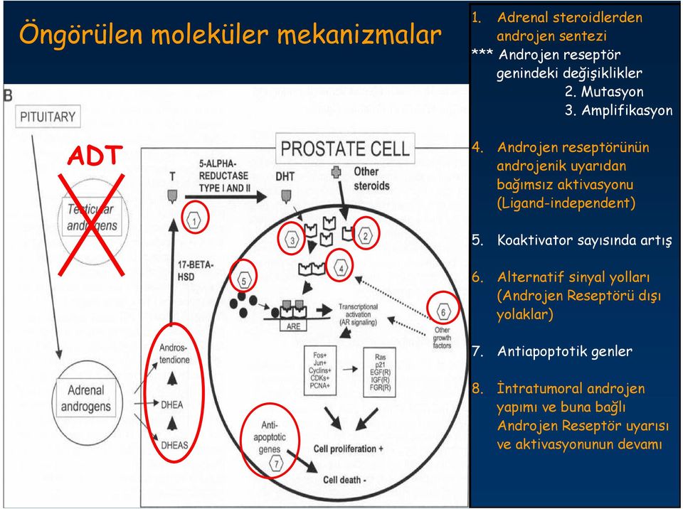 Amplifikasyon 4. Androjen reseptörünün androjenik uyarıdan bağımsız aktivasyonu (Ligand-independent) 5.