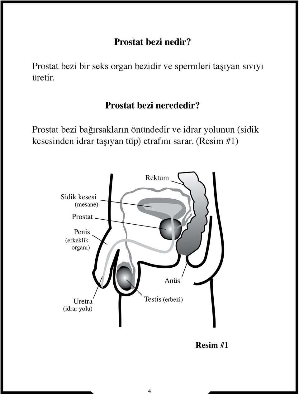 Prostat bezi nerededir?