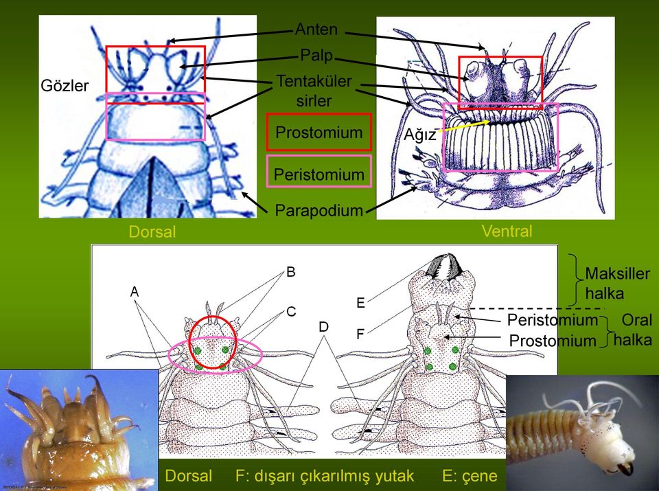 Ventral Peristomium Prostomium Maksiller