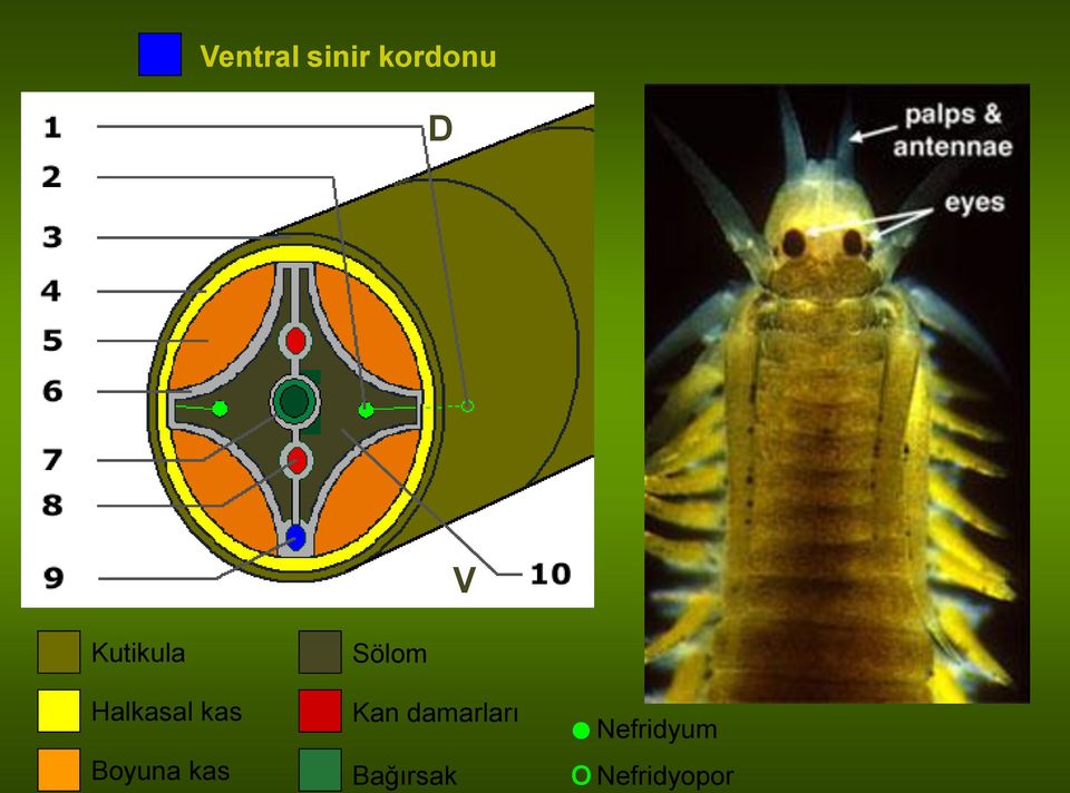 Boyuna kas Sölom Kan