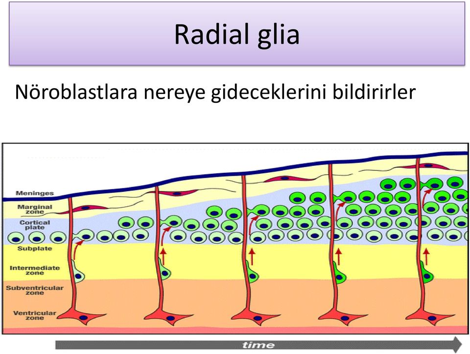 nereye