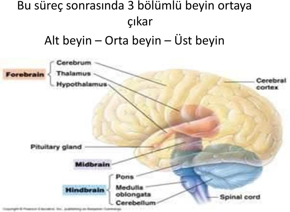 ortaya çıkar Alt