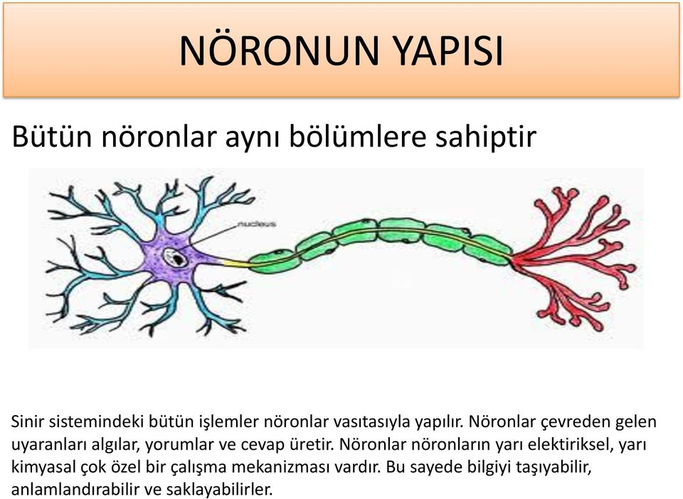 Nöronlar çevreden gelen uyaranları algılar, yorumlar ve cevap üretir.