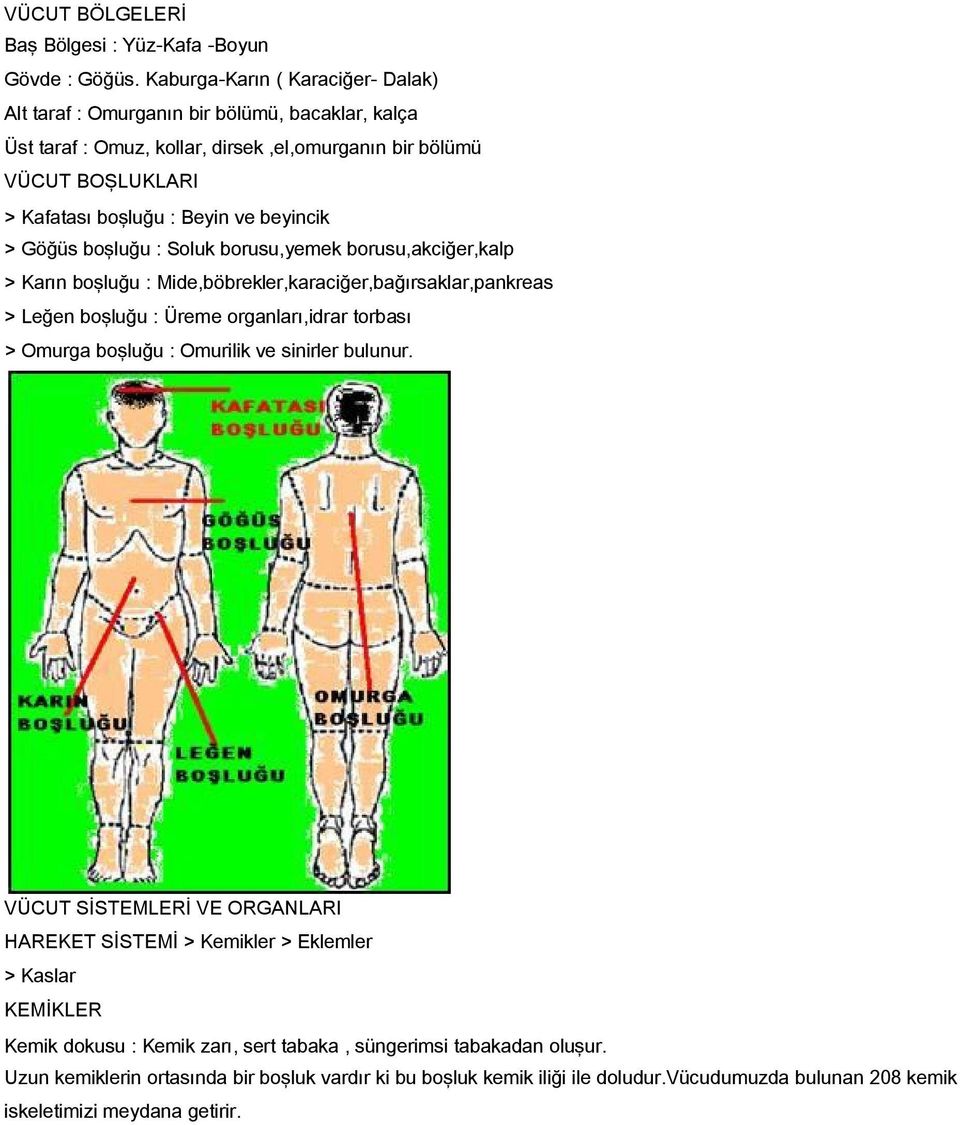 beyincik > Göğüs boşluğu : Soluk borusu,yemek borusu,akciğer,kalp > Karın boşluğu : Mide,böbrekler,karaciğer,bağırsaklar,pankreas > Leğen boşluğu : Üreme organları,idrar torbası > Omurga