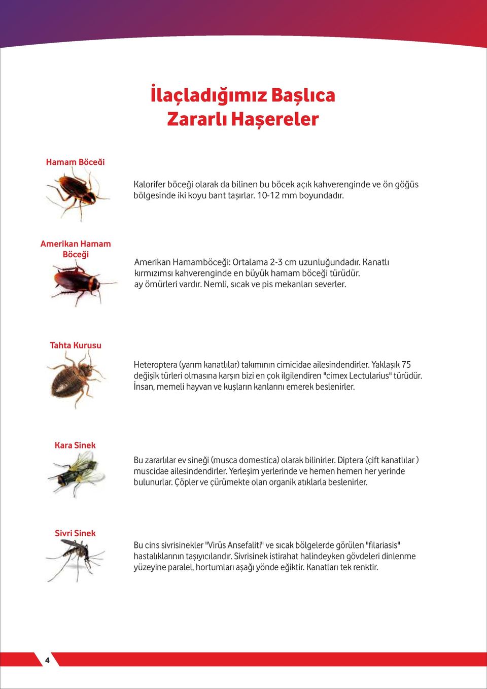 Tahta Kurusu Heteroptera (yarım kanatlılar) takımının cimicidae ailesindendirler. Yaklaşık 75 değişik türleri olmasına karşın bizi en çok ilgilendiren "cimex Lectularius" türüdür.