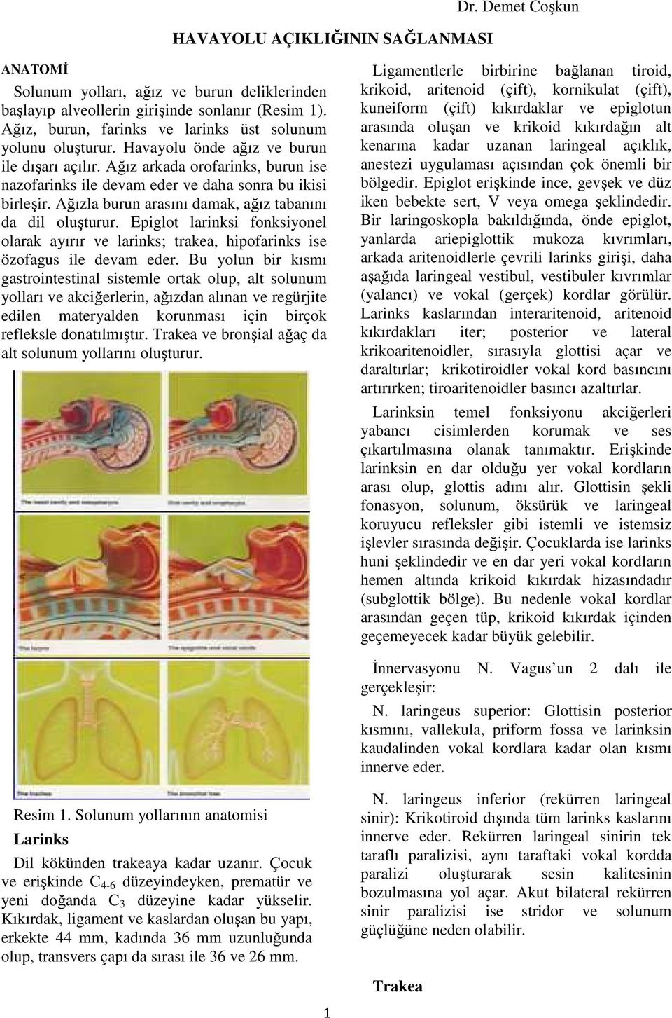 Ağız arkada orofarinks, burun ise nazofarinks ile devam eder ve daha sonra bu ikisi birleşir. Ağızla burun arasını damak, ağız tabanını da dil oluşturur.