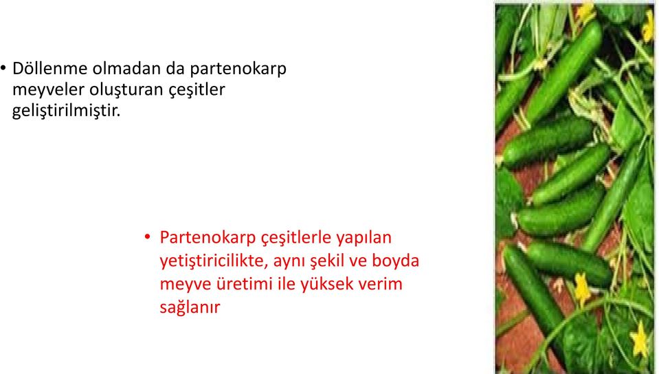 Partenokarp çeşitlerle yapılan