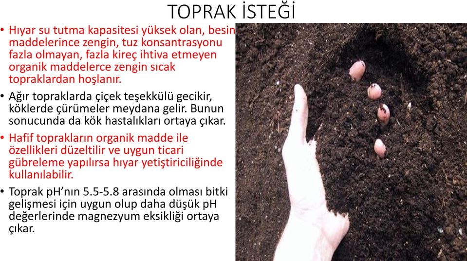 Bunun sonucunda da kök hastalıkları ortaya çıkar.