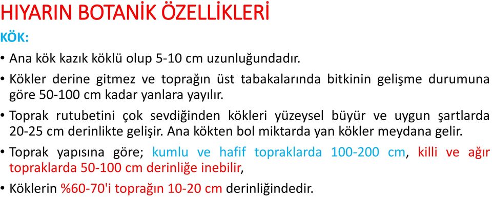 Toprak rutubetini çok sevdiğinden kökleri yüzeysel büyür ve uygun şartlarda 20-25 cm derinlikte gelişir.