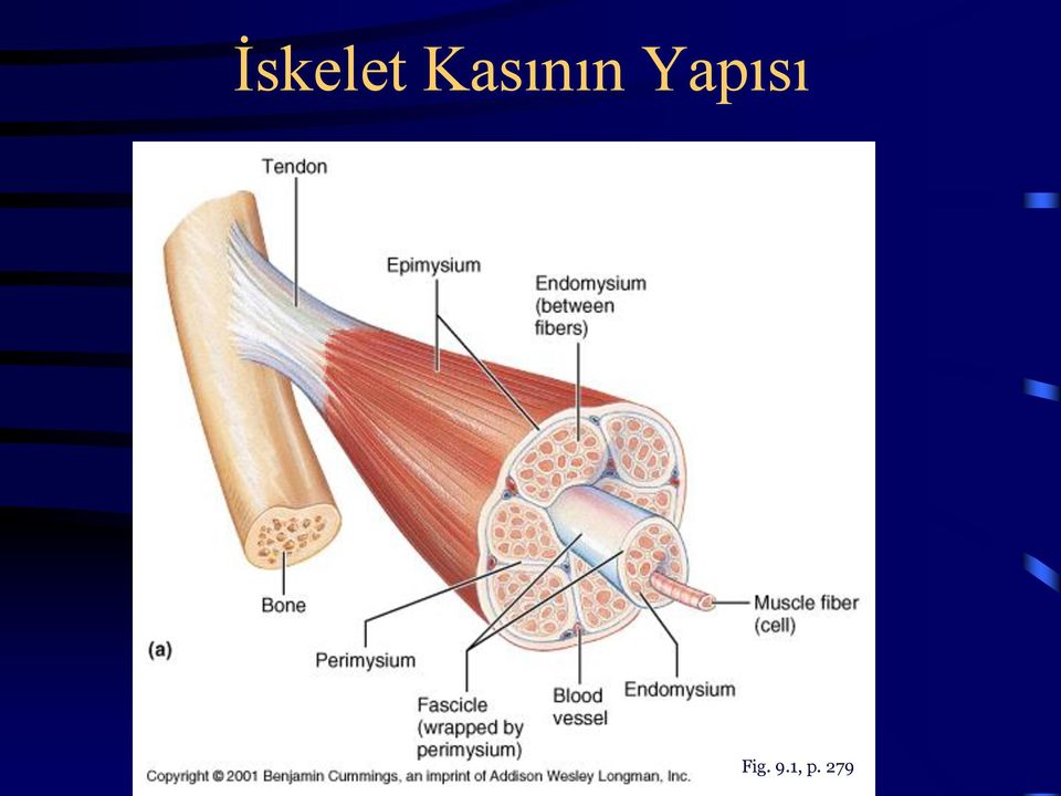 Yapısı