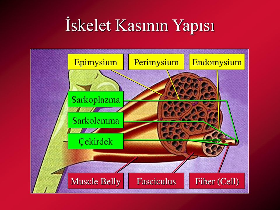 Endomysium Sarkoplazma