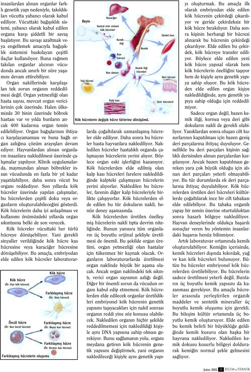 iflik hücre türlerine dönüflümü. insanlardan al nan organlar farkl genetik yap nedeniyle, tak ld klar vücutta yabanc olarak kabul ediliyor.