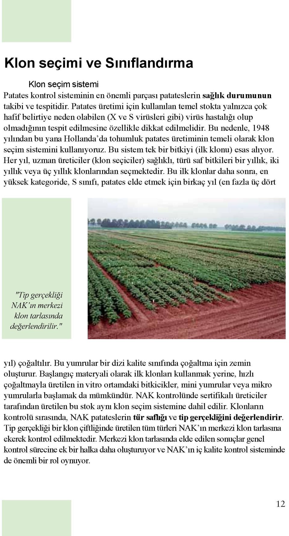 Bu nedenle, 1948 yılından bu yana Hollanda da tohumluk patates üretiminin temeli olarak klon seçim sistemini kullanıyoruz. Bu sistem tek bir bitkiyi (ilk klonu) esas alıyor.