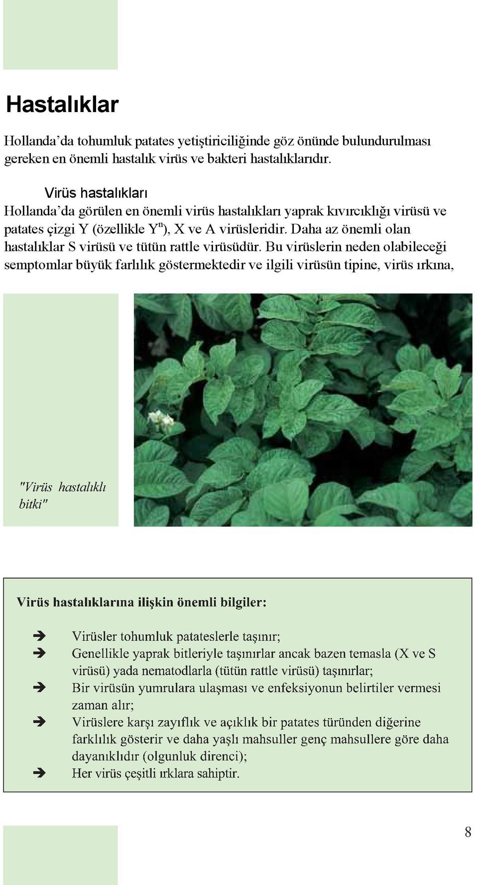 Virüs hastalıkları Hollanda da görülen en önemli virüs hastalıkları yaprak kıvırcıklı ı virüsü ve patates çizgi Y