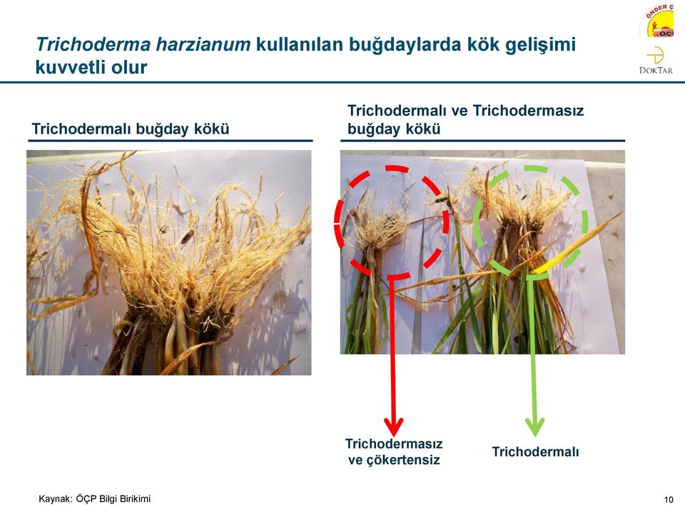 Trichodermalı ve Trichodermasız buğday kökü