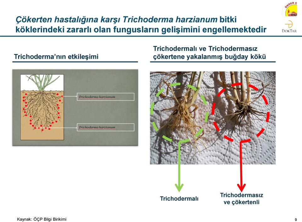 etkileşimi Trichodermalı ve Trichodermasız çökertene yakalanmış buğday