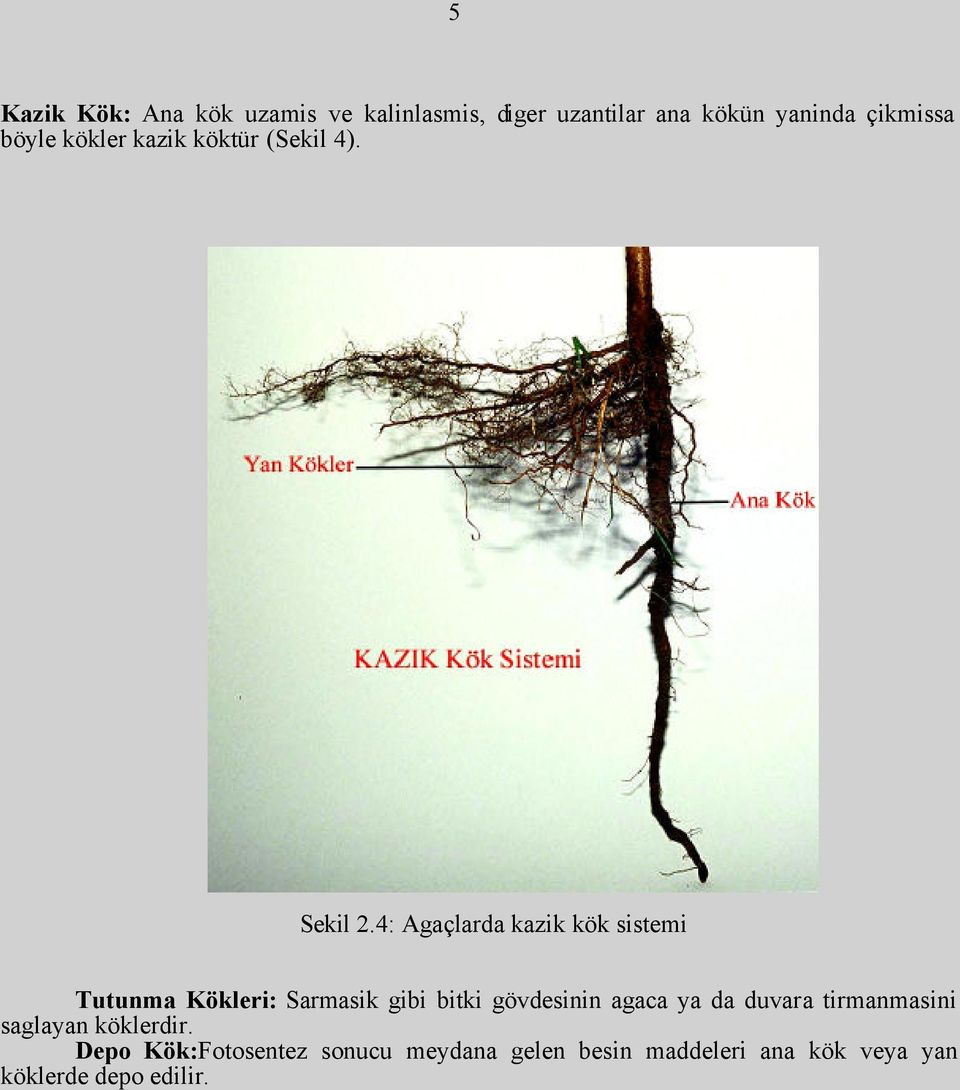 4: Agaçlarda kazik kök sistemi Tutunma Kökleri: Sarmasik gibi bitki gövdesinin agaca ya