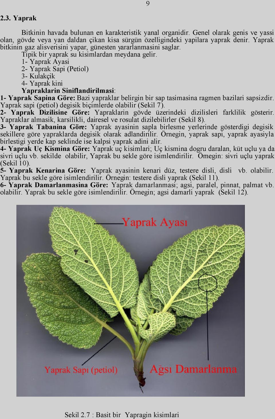 1- Yaprak Ayasi 2- Yaprak Sapi (Petiol) 3- Kulakçik 4- Yaprak kini Yapraklarin Siniflandirilmasi: 1- Yaprak Sapina Göre: Bazi yapraklar belirgin bir sap tasimasina ragmen bazilari sapsizdir.