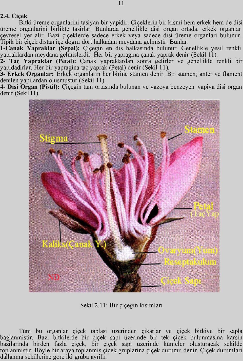 Tipik bir çiçek distan içe dogru dört halkadan meydana gelmistir. Bunlar: 1-Çanak Yapraklar (Sepal): Çiçegin en dis halkasinda bulunur. Genellikle yesil renkli yapraklardan meydana gelmislerdir.
