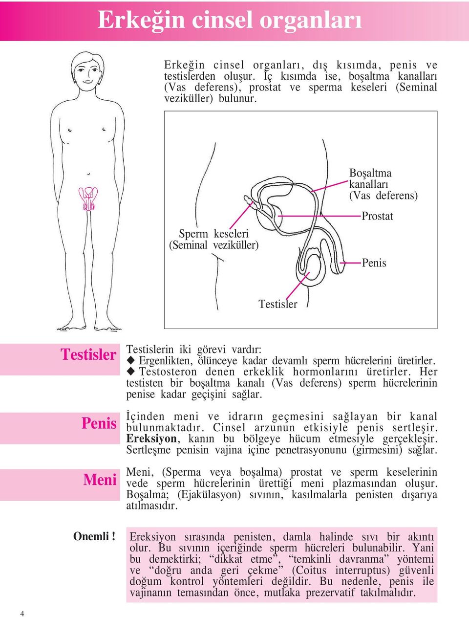 Sperm keseleri (Seminal veziküller) Boflaltma kanalları (Vas deferens) Prostat Penis Testisler Testisler Penis Meni Onemli!