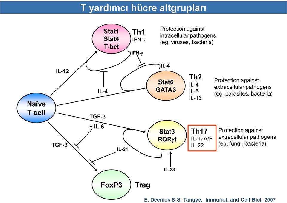 viruses, bacteria) Naïve T cell IL-12 IL-4 TGF- IL-4 Stat6 GATA3 Th2 IL-4 IL-5 IL-13 Protection against extracellular