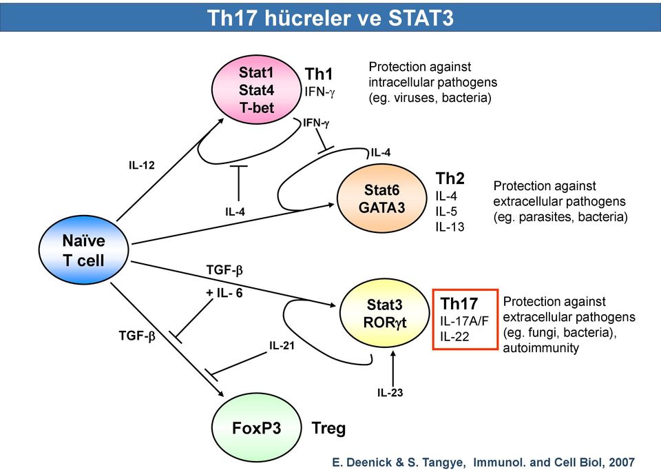 viruses, bacteria) Naïve T cell IL-12 IL-4 TGF- IL-4 Stat6 GATA3 Th2 IL-4 IL-5 IL-13 Protection against extracellular