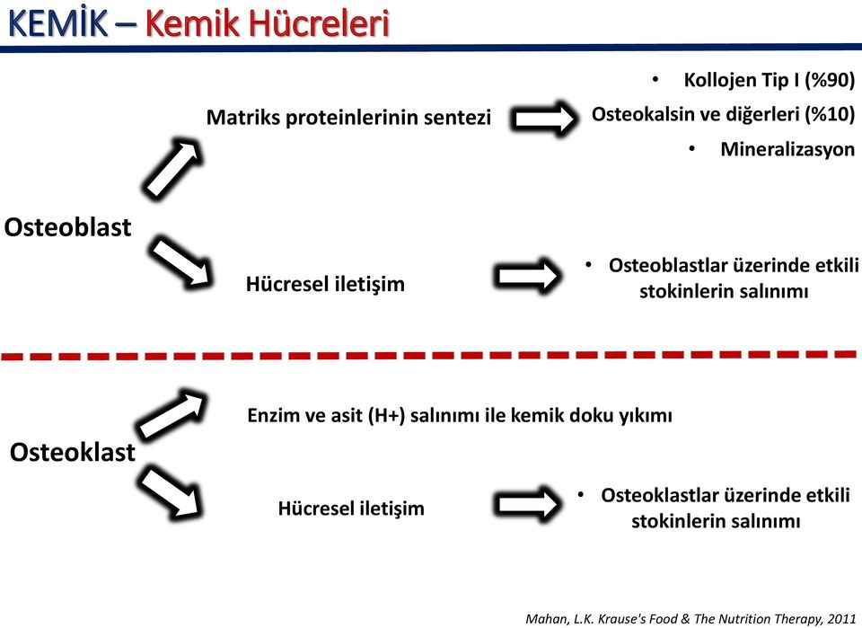 stokinlerin salınımı Osteoklast Enzim ve asit (H+) salınımı ile kemik doku yıkımı Hücresel