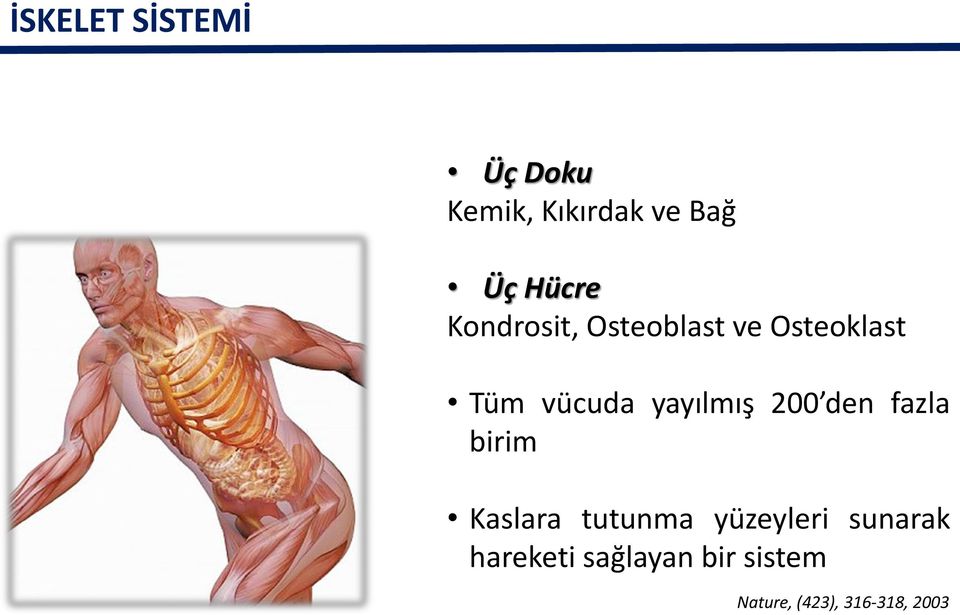 200 den fazla birim Kaslara tutunma yüzeyleri sunarak