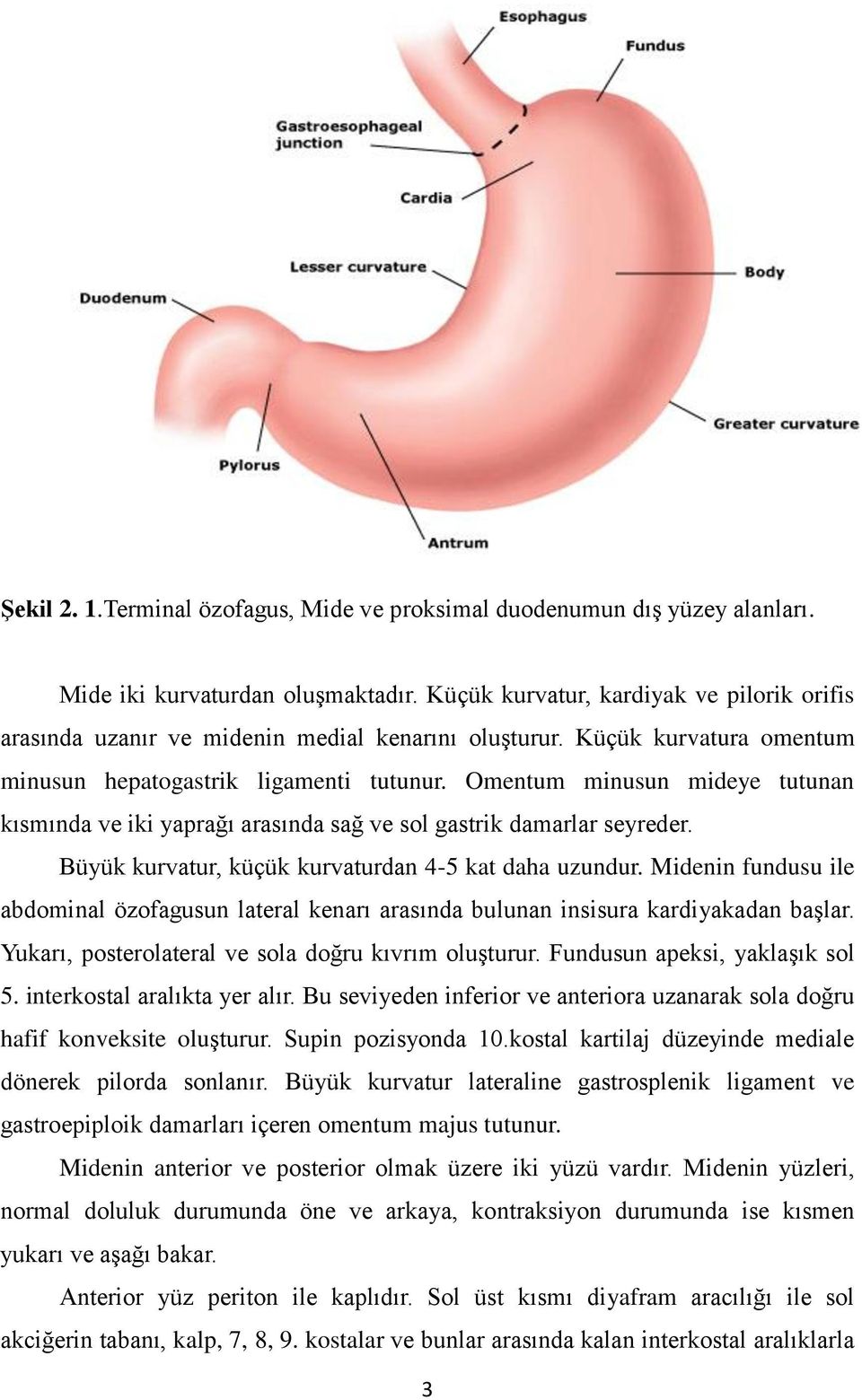 Omentum minusun mideye tutunan kısmında ve iki yaprağı arasında sağ ve sol gastrik damarlar seyreder. Büyük kurvatur, küçük kurvaturdan 4-5 kat daha uzundur.